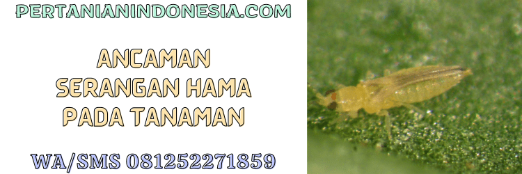 ancaman,serangan,hama,serangga,hama serangga